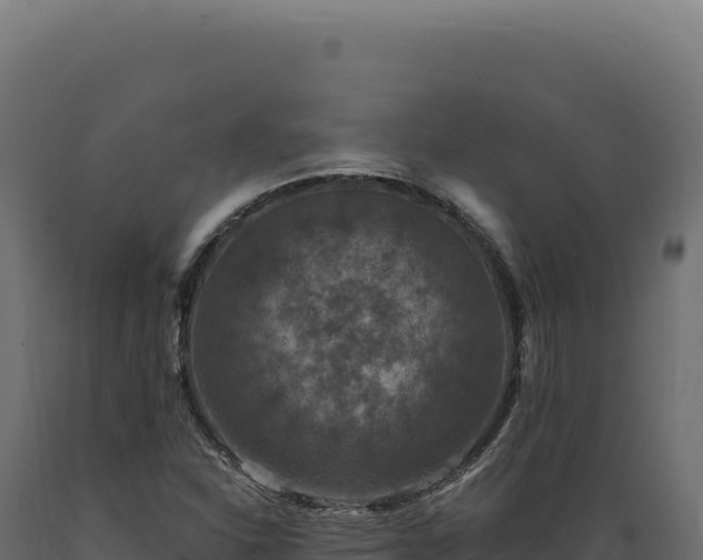 X0000089961310200707061132
