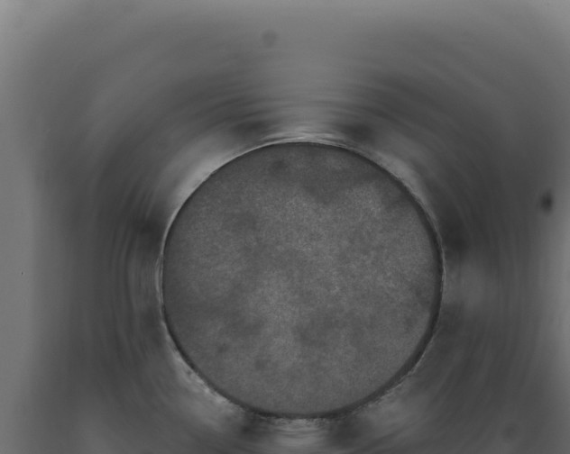 X0000089961338200707061132