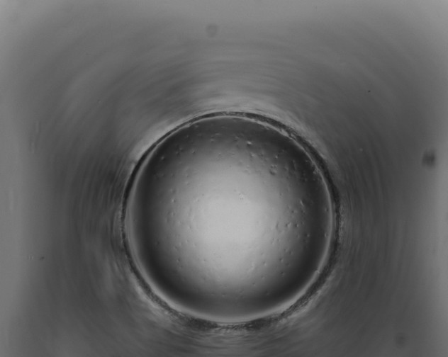 X0000089961513200707061130