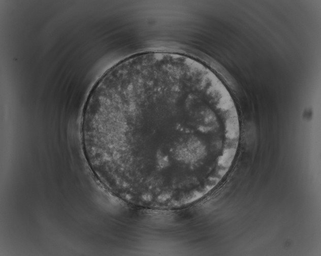 X0000089960856200707131536