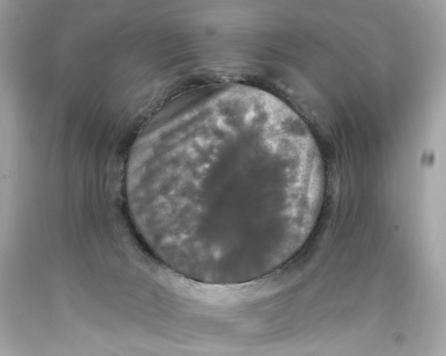 X0000089960030200707201958