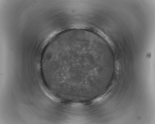 X0000089960203200707201956