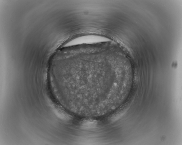 X0000089960206200707201956