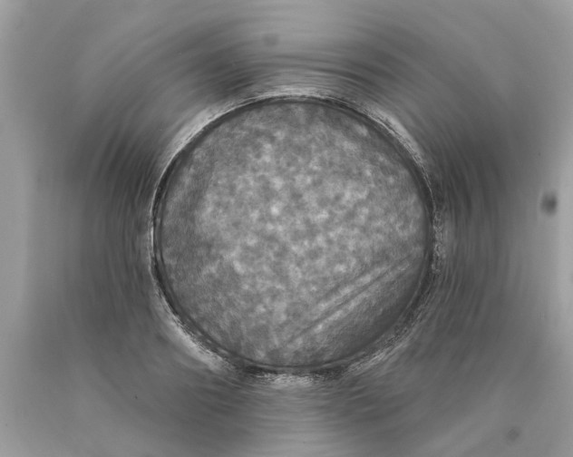 X0000089960890200707201946