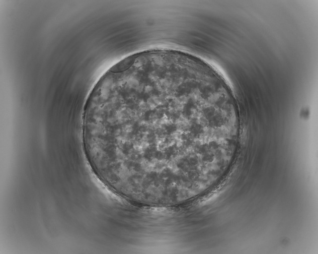 X0000089960903200707201946