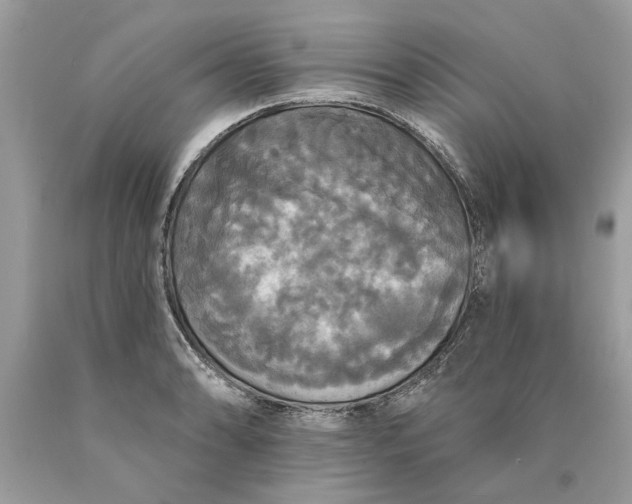 X0000089961086200707201943