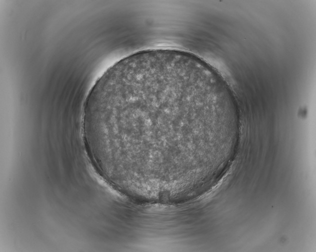 X0000089961374200707201938