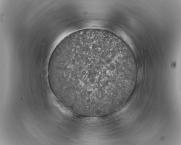 X0000089961435200707201938