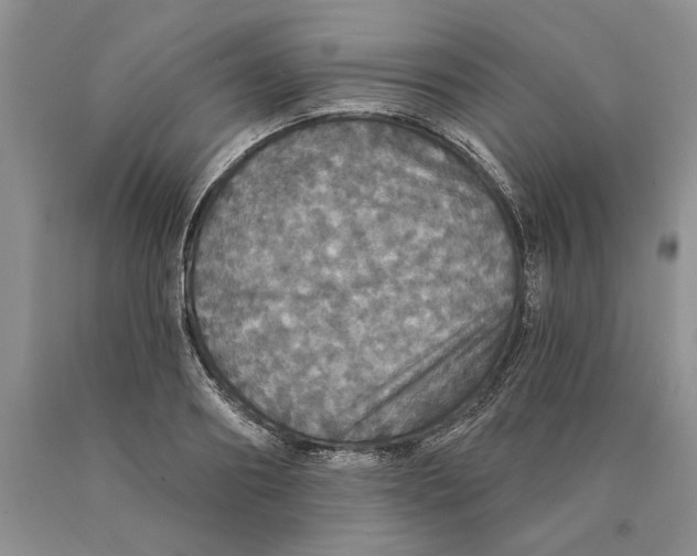 X0000089960890200707271859