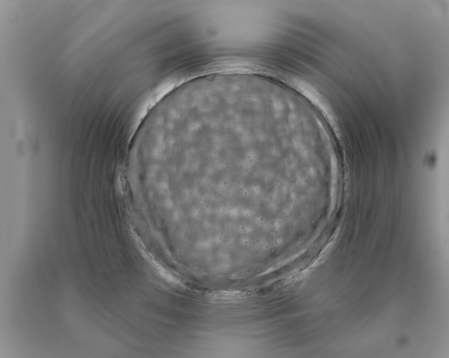 X0000089961481200707271851