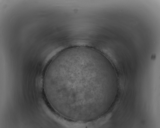 X0000089970016200707061210
