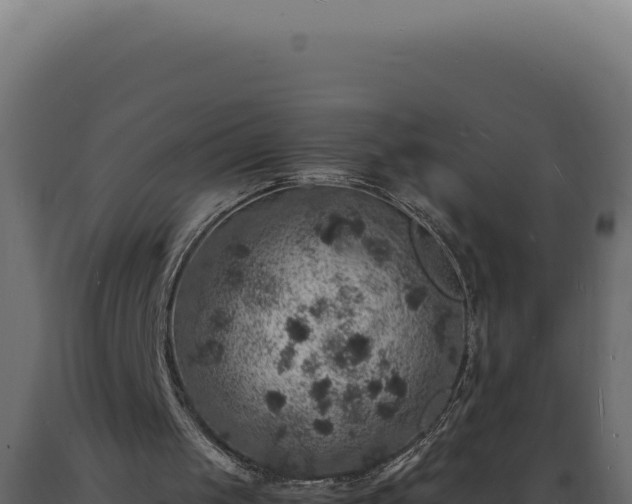 X0000089970049200707061209