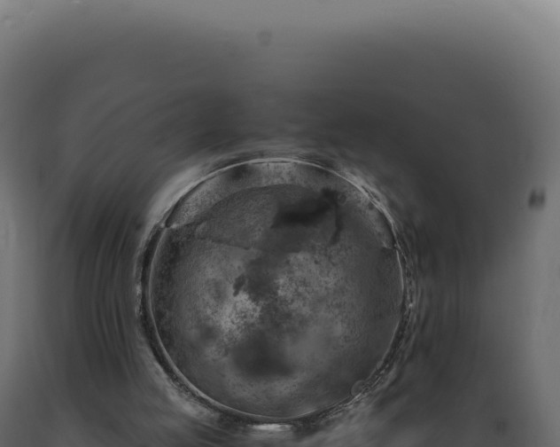 X0000089970053200707061209