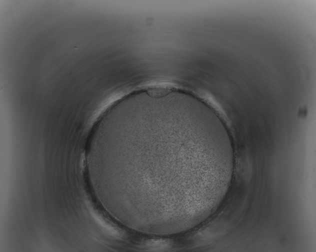 X0000089970063200707061209