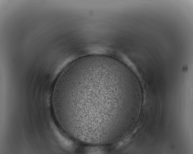 X0000089970106200707061209