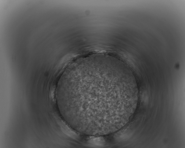X0000089970185200707061208