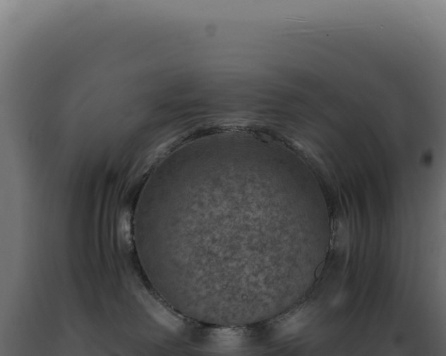 X0000089970238200707061207