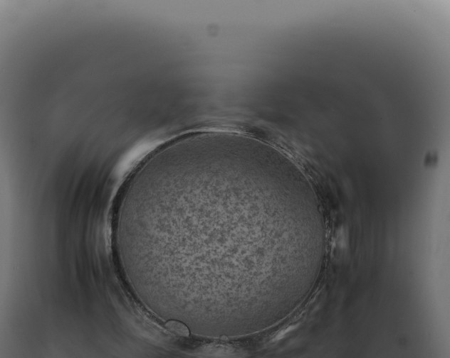 X0000089970294200707061206