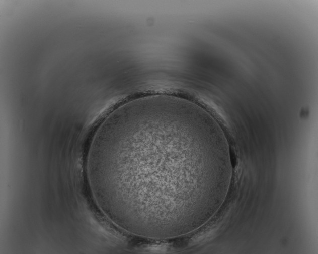 X0000089970306200707061206