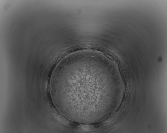 X0000089970417200707061204