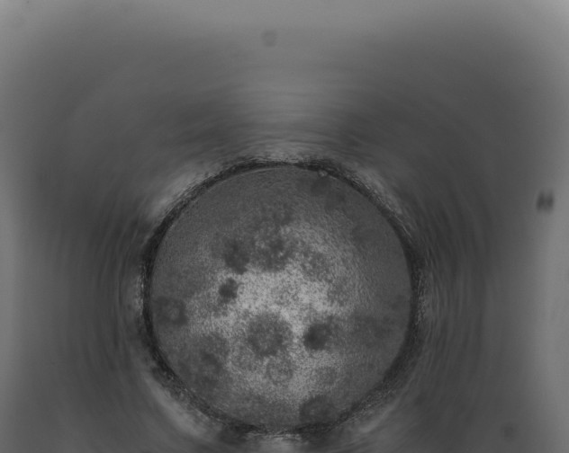 X0000089970683200707061201