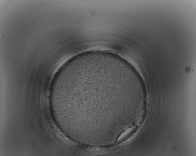 X0000089970783200707061200