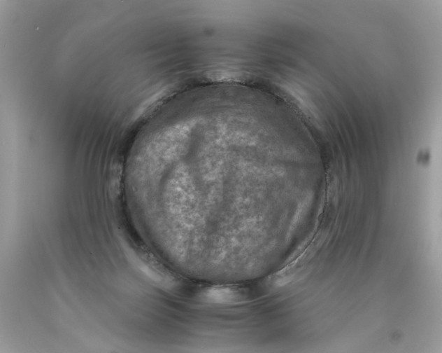 X0000089970171200707202018