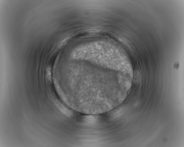 X0000089970238200707202017