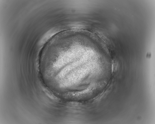 X0000089970339200707202015