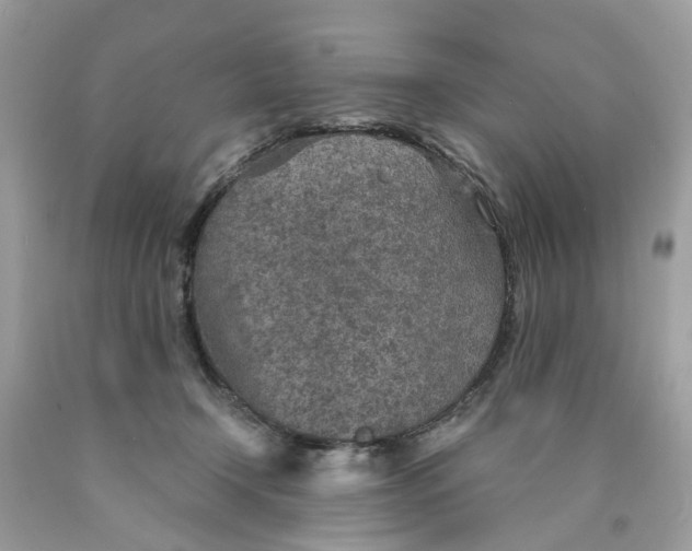 X0000089970366200707202016