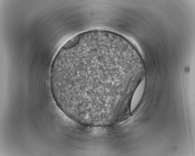 X0000089970903200707202008