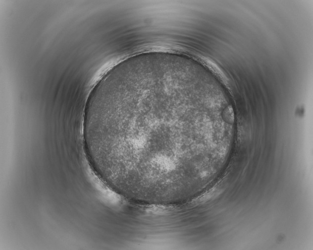 X0000089970938200707202007