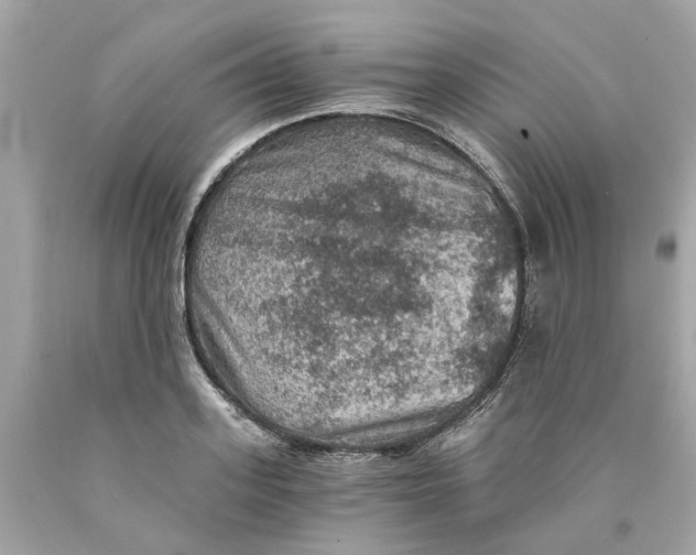 X0000089970939200707202007