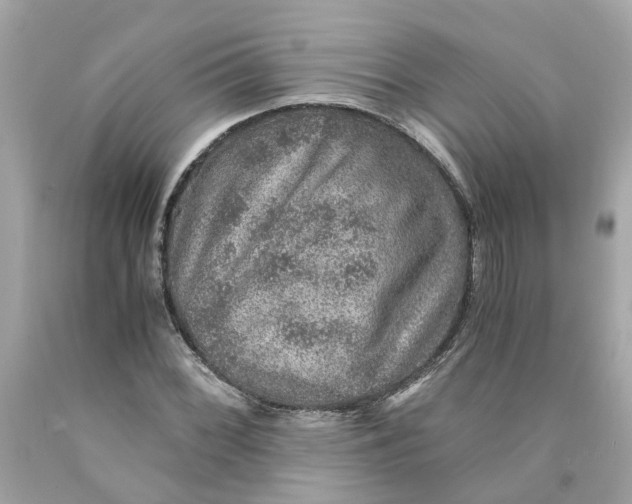 X0000089971068200707202006