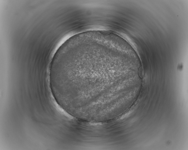 X0000089971243200707202004