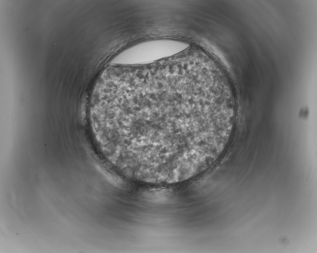 X0000089970065200707271930