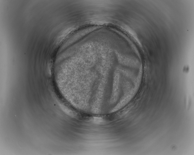 X0000089970114200707271929