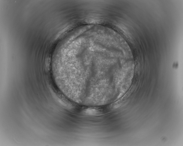 X0000089970171200707271929