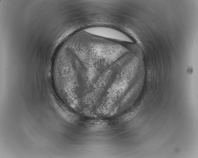 X0000089970443200707271925