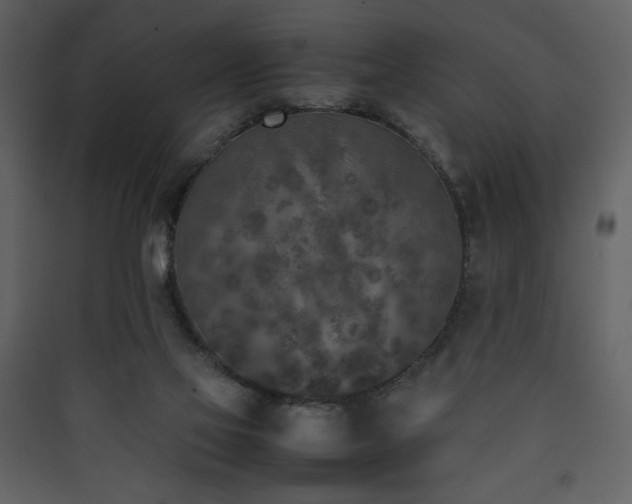 X0000090410069200707131156
