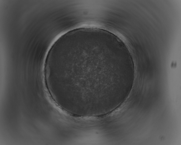 X0000090410864200707131146