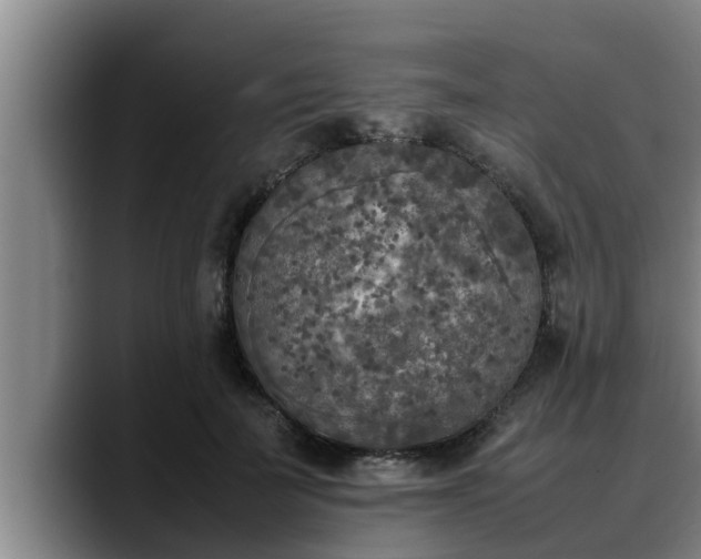 X0000090410699200707201100