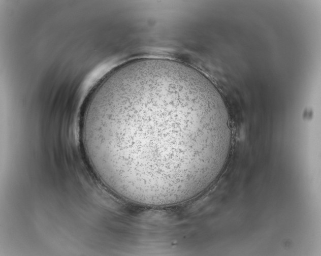X0000090410294200707272055