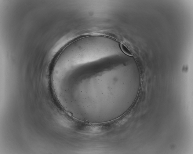 X0000090410295200707272055