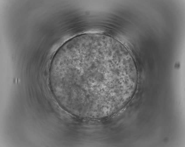 X0000090410337200707272054