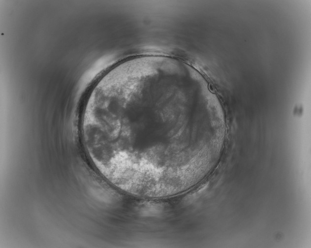 X0000090410343200707272054