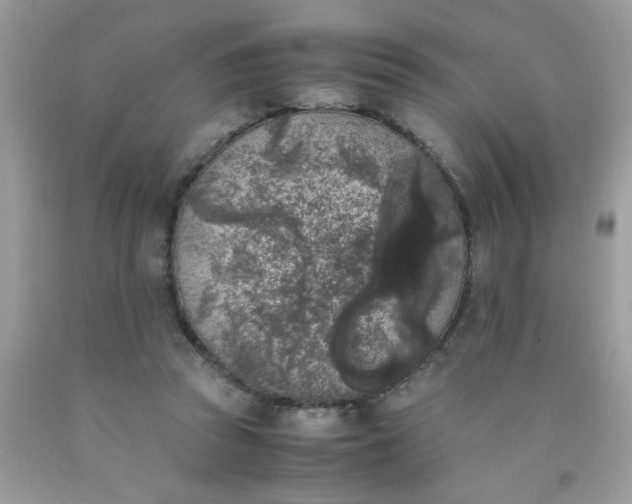 X0000090410353200707272054