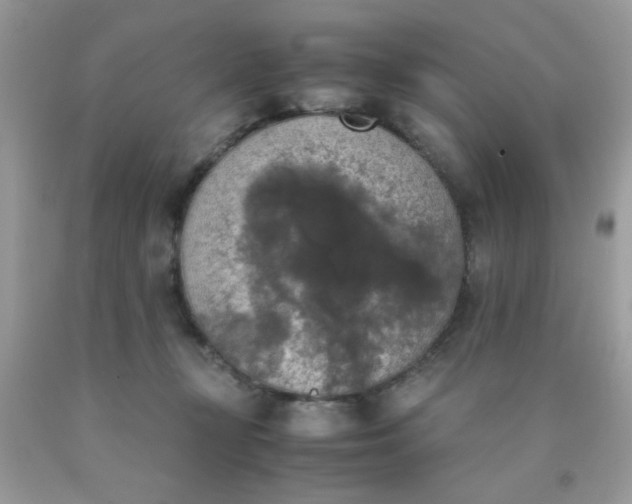 X0000090410367200707272054