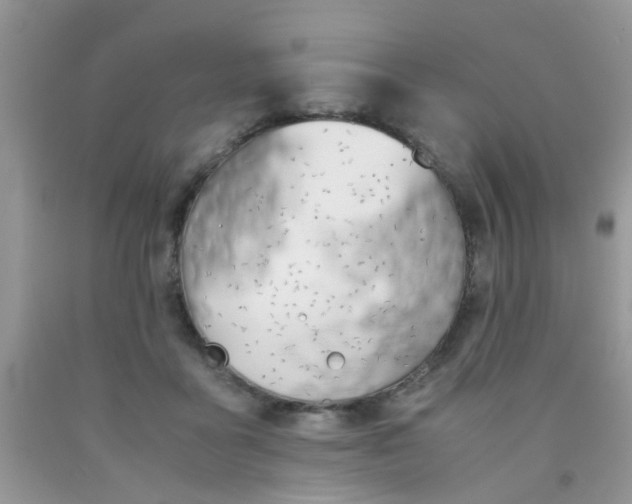 X0000090410411200707272053