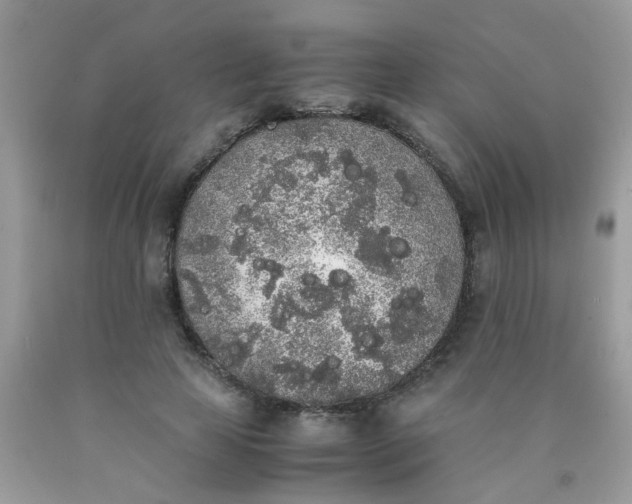 X0000090410641200707272050